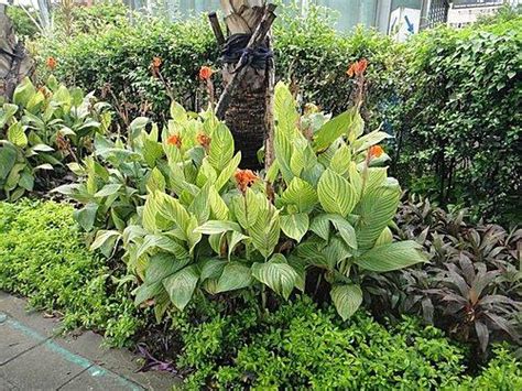 漱蘭蕉|Canna indica